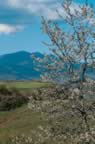 L'Amiata vista dalla Val D'Orcia (51kb)